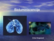 Bioluminiscencija