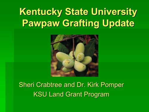 Kentucky State University Pawpaw Grafting Update