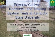 Pawpaw Cultivar, Rootstock, and Training System Trials at Kentucky ...