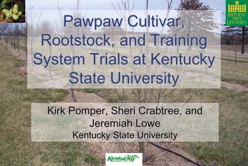 Pawpaw Cultivar, Rootstock, and Training System Trials at Kentucky ...