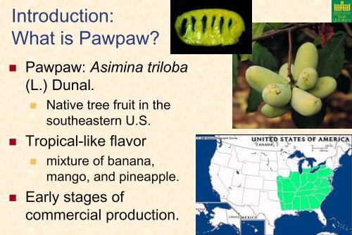 Pawpaw Cultivar, Rootstock, and Training System Trials at Kentucky ...