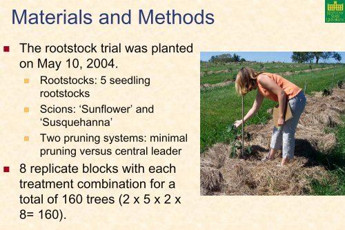 Pawpaw Cultivar, Rootstock, and Training System Trials at Kentucky ...