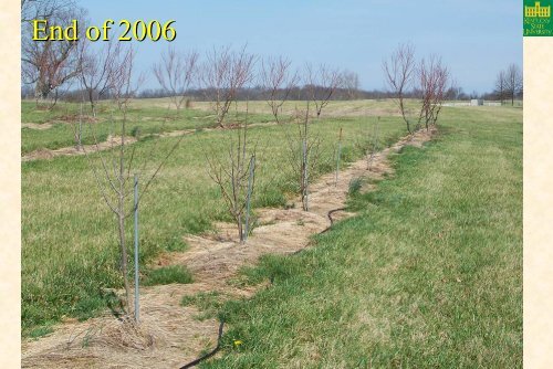 Pawpaw Cultivar, Rootstock, and Training System Trials at Kentucky ...