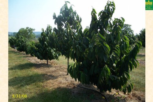 Pawpaw Cultivar, Rootstock, and Training System Trials at Kentucky ...