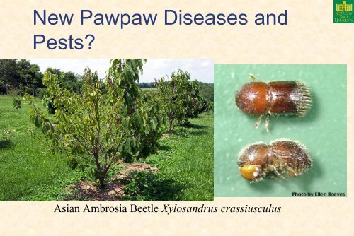 Pawpaw Cultivar, Rootstock, and Training System Trials at Kentucky ...