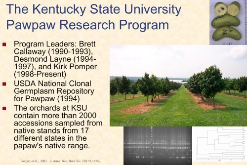 Pawpaw Cultivar, Rootstock, and Training System Trials at Kentucky ...