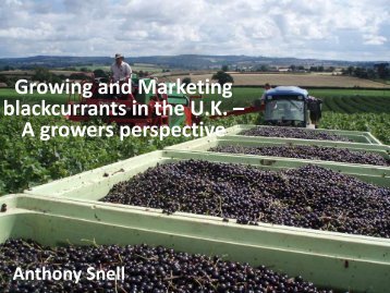 Growing and Marketing blackcurrants in the U.K – A growers perspective