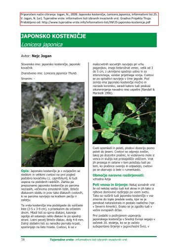 JAPONSKO KOSTENIJE Lonicera japonica