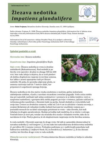 Žlezava nedotika Impatiens glandulifera