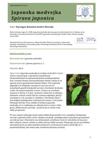 Japonska medvejka Spiraea japonica