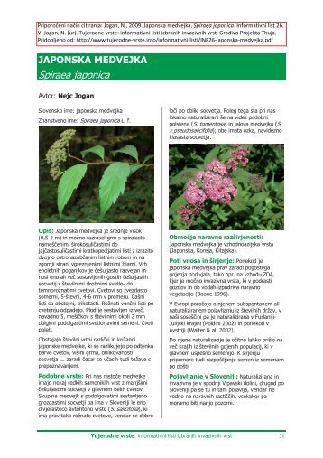 JAPONSKA MEDVEJKA Spiraea japonica