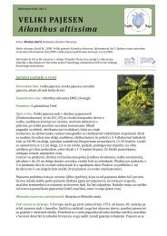 VELIKI PAJESEN Ailanthus altissima