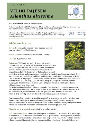 VELIKI PAJESEN Ailanthus altissima