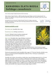 KANADSKA ZLATA ROZGA Solidago canadensis