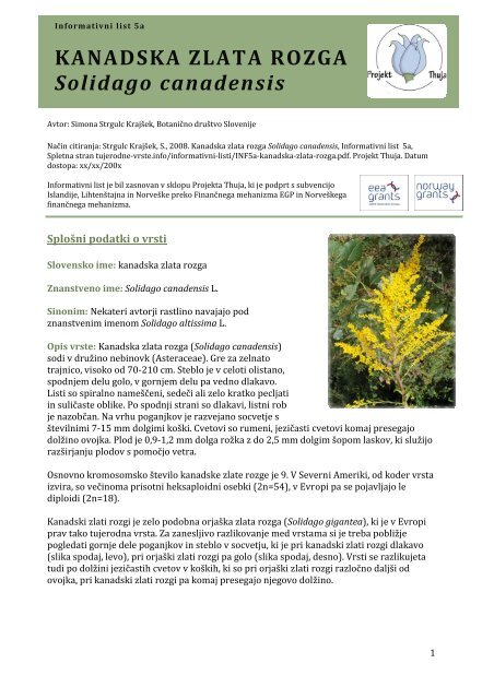 KANADSKA ZLATA ROZGA Solidago canadensis