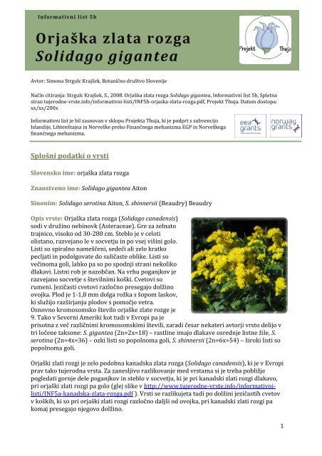 Orjaška zlata rozga Solidago gigantea
