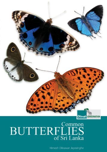 Common Butterflies of Sri Lanka