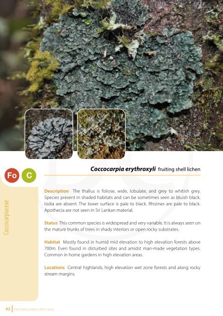 Fascinating Lichens of Sri Lanka