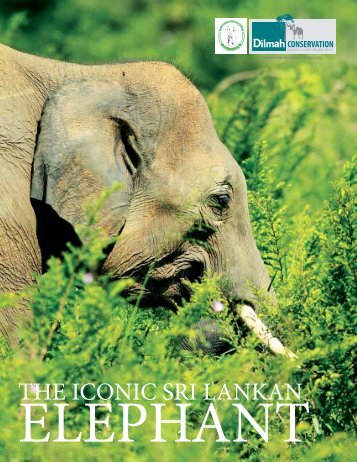 The Iconic Sri Lankan Elephant
