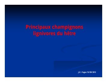 Principaux champignons lignivores du hêtre