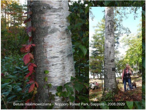 Betula in the World and Arboreta IDS Study week-end Devon UK