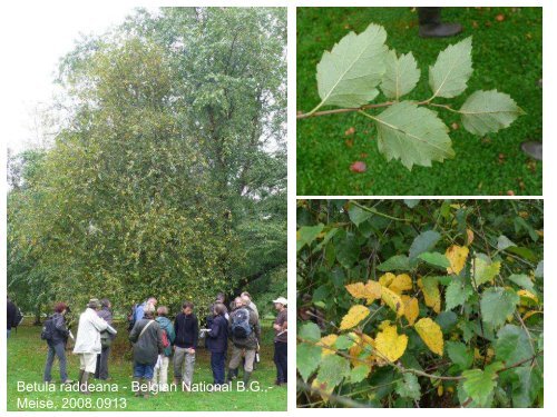 Betula in the World and Arboreta IDS Study week-end Devon UK