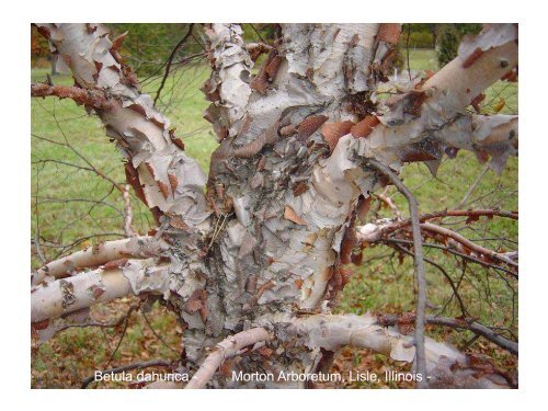 Betula in the World and Arboreta IDS Study week-end Devon UK