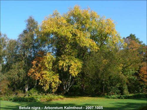 Betula in the World and Arboreta IDS Study week-end Devon UK