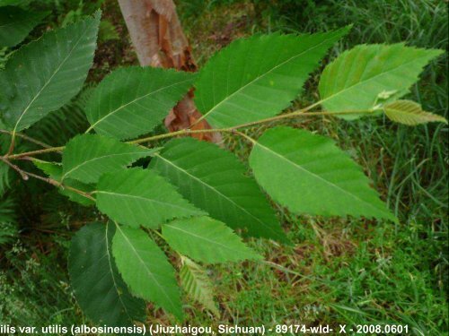 Betula in the World and Arboreta IDS Study week-end Devon UK