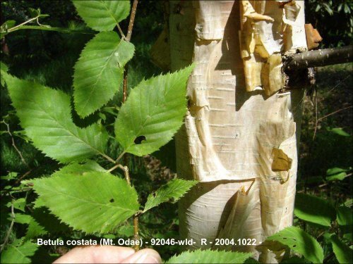 Betula in the World and Arboreta IDS Study week-end Devon UK