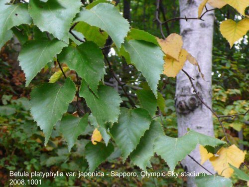 Betula in the World and Arboreta IDS Study week-end Devon UK