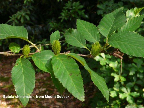 Betula in the World and Arboreta IDS Study week-end Devon UK