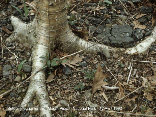 Betula in the World and Arboreta IDS Study week-end Devon UK