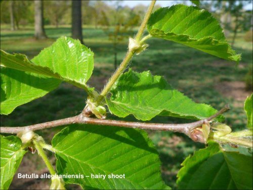 Betula in the World and Arboreta IDS Study week-end Devon UK