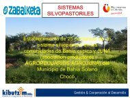 present silvopastoril Bahía Solano Chocó