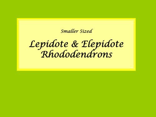 Lepidote & Elepidote Rhododendrons