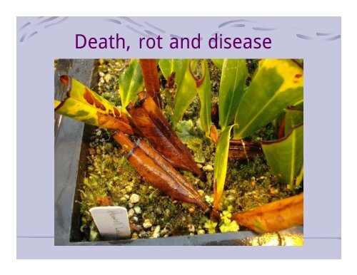 Rhododendrons from Cuttings