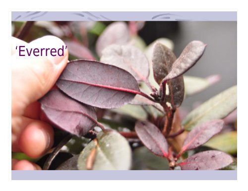 Rhododendrons from Cuttings