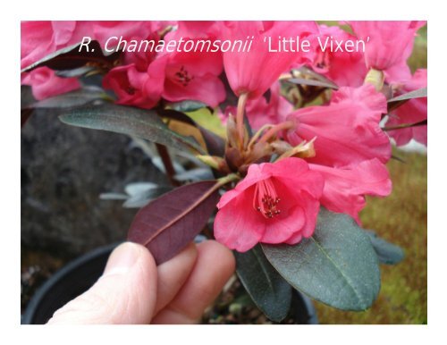 Rhododendrons from Cuttings