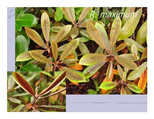 Rhododendrons from Cuttings