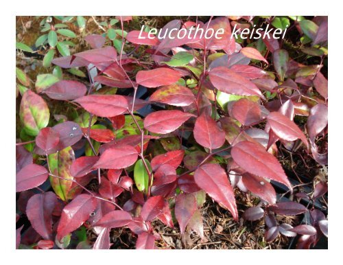 Rhododendrons from Cuttings