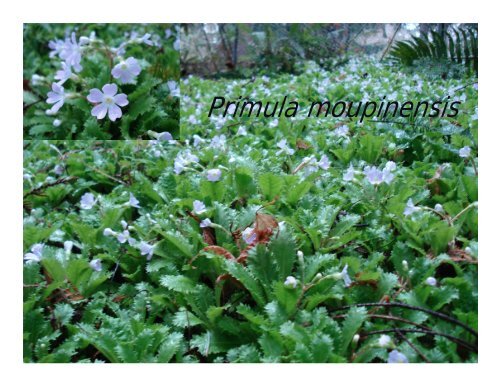 Rhododendrons from Cuttings