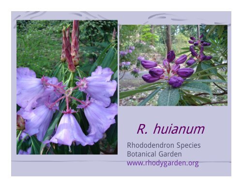 Rhododendrons from Cuttings