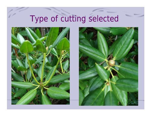 Rhododendrons from Cuttings