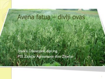 Avena fatua – divlji ovas