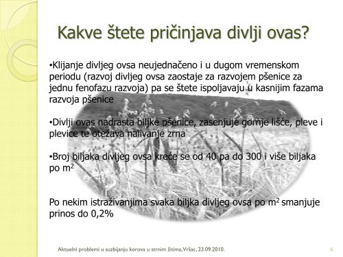 Avena fatua – divlji ovas