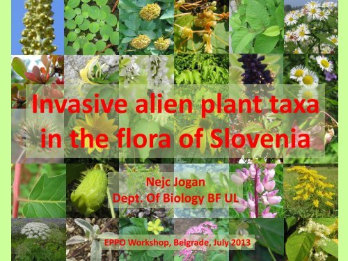 in the flora of Slovenia