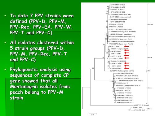 INCIDENCE OF VIRUS INFECTIONS ON DIFFERENT PEACH CULTIVARS IN MONTENEGRO