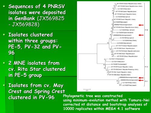 INCIDENCE OF VIRUS INFECTIONS ON DIFFERENT PEACH CULTIVARS IN MONTENEGRO