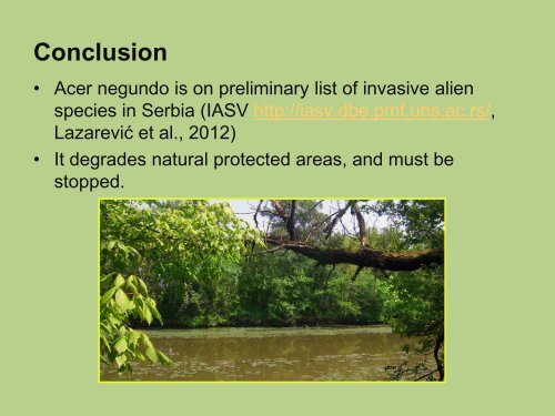 Acer negundo L. Taxonomic position - Izbis